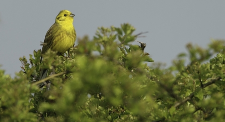 Yellowhammer