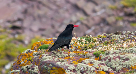 chough on cliff
