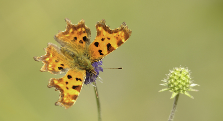 Comma butterfly on a flower