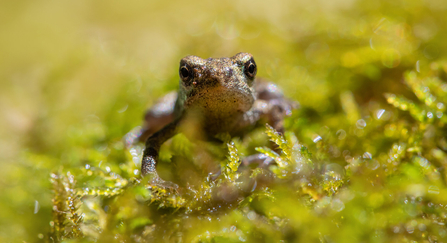 Young toad