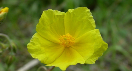 Common rock-rose