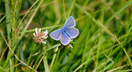 Common blue butterfly