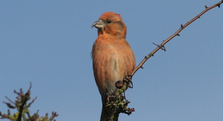 crossbill