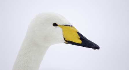 Whooper Swan in the snow