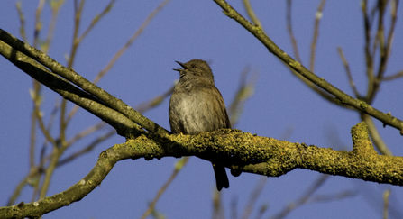 Dunnock on branch