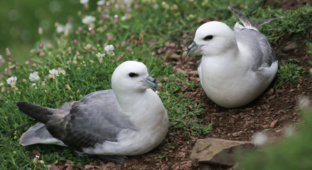 Fulmars