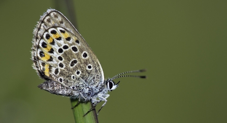 Silver-studded blue