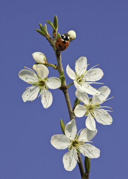 Ladybird on blackthorn blossom