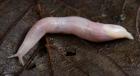 A pale pink slug on a leaf. 