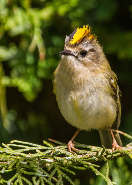 Goldcrest