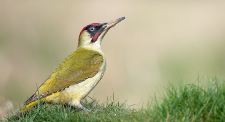 Green woodpecker