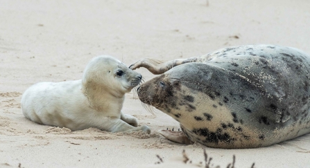 Grey seal and pup