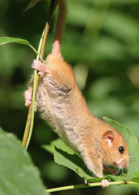 Dormouse