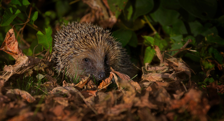 Hedgehog in leaves.