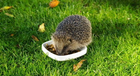 Hedgehog eating food in garden. 