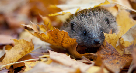 Hedgehog in autumn leaves