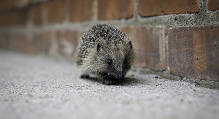 Hedgehog walking along pavement. 