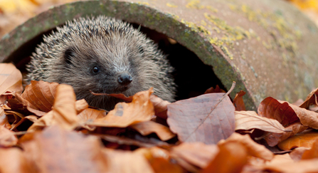 Hedgehog in autumn leaves