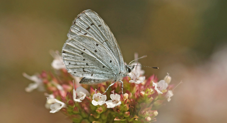 Holly blue butterfly