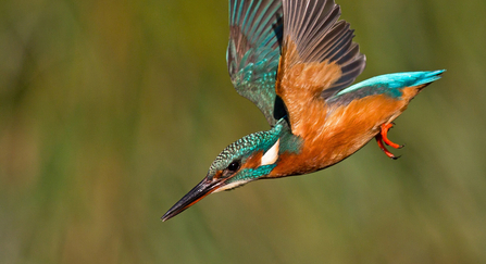 Kingfisher