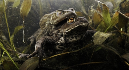 Common toads mating