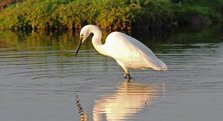 Little egret