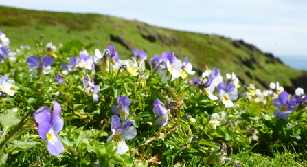 wild pansies