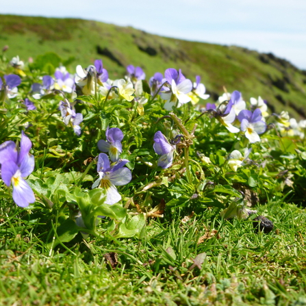 wild pansies