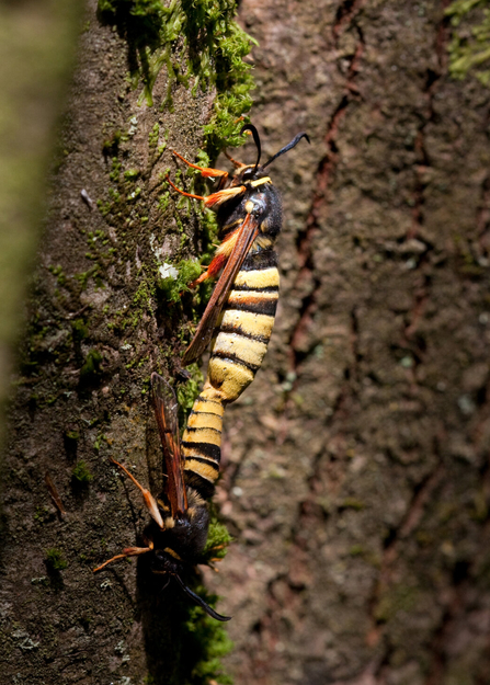 Lunar Hornet Moth