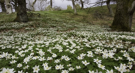 Wood anemone