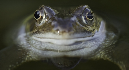 Common Frog