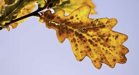 Autumnal oak leaf. 