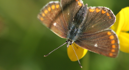 Northern brown argus