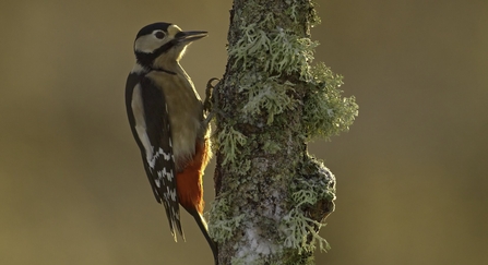 Great spotted woodpecker on tree