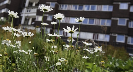 Community Gardening