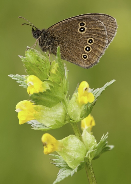 Ringlet Butterfly on Yellow Rattle