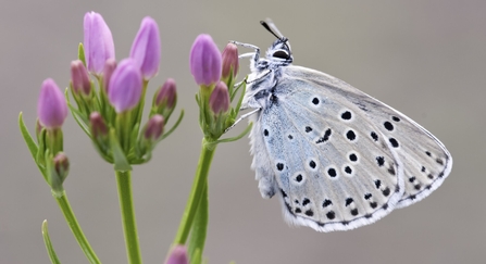 Large blue butterfly