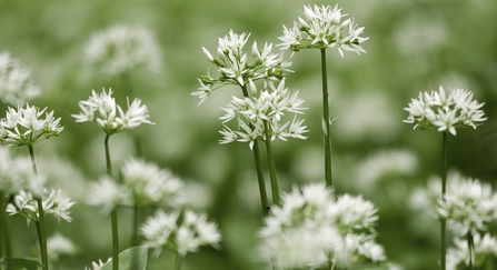 Wild garlic