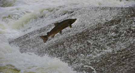 Salmon leaping
