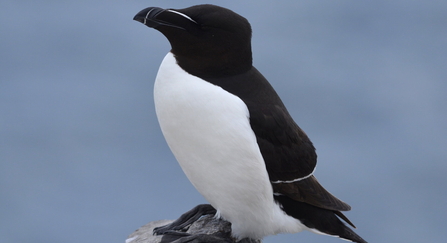 Razorbill on rock