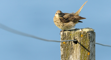 Rock Pipit