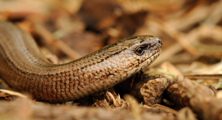 Slow worm
