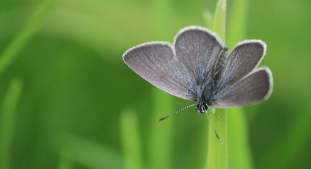 Small blue