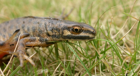 Smooth newt