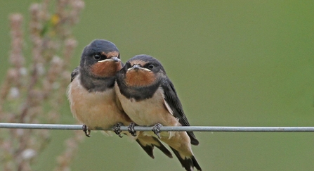 Pair of Swallows