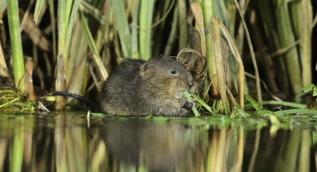 Water vole eating next to river bank.