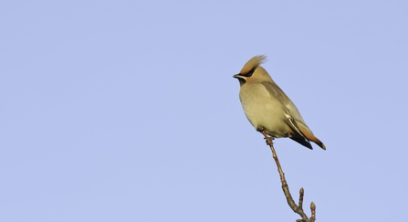 A Waxwing perched on a branch, against a bright blue sky. 