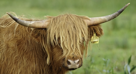Highland cow wit shaggy orange fur and two large horns.