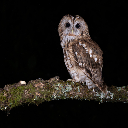 Tawny owl perched on lichen covered branch at night. 