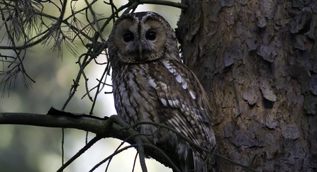 Tawny Owl